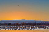 Bosque Sunrise_73416